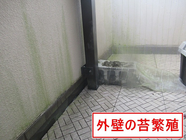 西八代郡市川三郷町でモルタル外壁・サイディング外壁に苔・藻が繁殖している様子