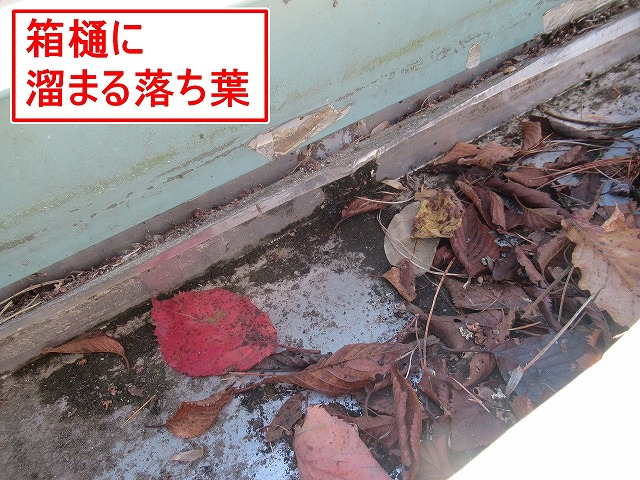 南都留郡富士河口湖町でガルバリウム鋼板屋根の箱樋に落ち葉が溜まっている様子