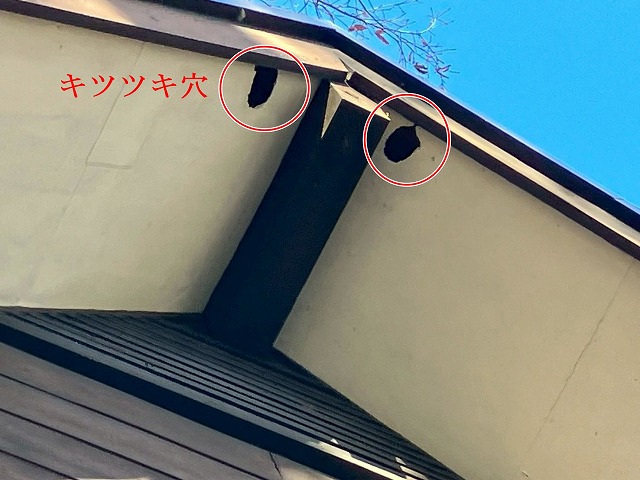 キツツキ穴のある軒天