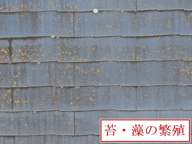 苔と藻が出た屋根材