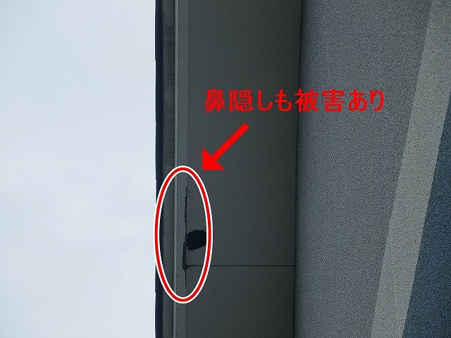 北杜市でキツツキの穴被害がある軒天・鼻隠し