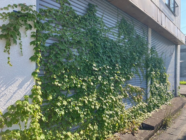 甲府市のビルにてシャッターBOXにツタが生い茂り外壁は鉄部からのサビ垂れ汚れを確認